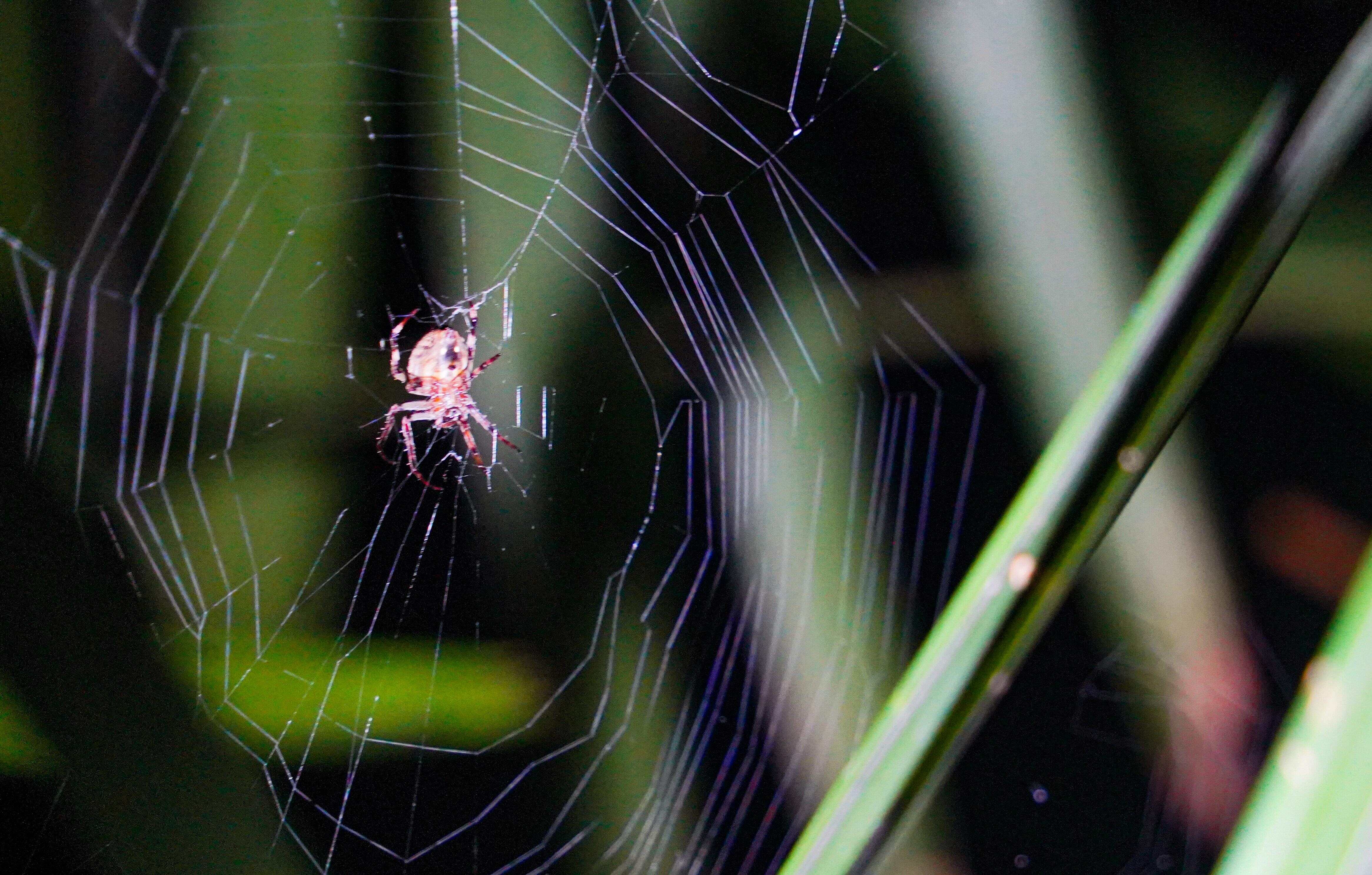男子遭罕见“怪肥腹蛛”咬伤后经历全记录：从剧烈腹痛到顺利康复