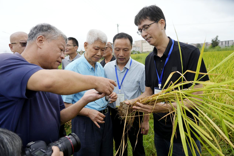 福建：水稻既“高产”又“绿色”怎么做到的？